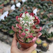 Image result for Monadenium crenatum