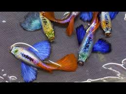 Guppy Dumbo Những Dong Ca Co Tay Bơi đẹp Youtube Bơi