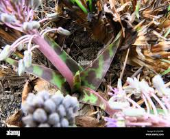 Image result for Ledebouria luteola