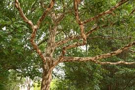 カゴノキ（鹿子の木） - 庭木図鑑 植木ペディア