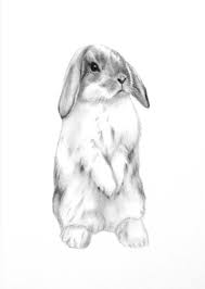 Image Result For Sketch Lop Rabbit Standing Bunny Sketches Bunny Drawing Bunny Art