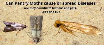 are pantry moths harmful? do larvae or