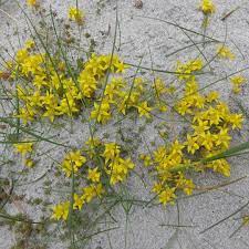 Leif Bersweden On Instagram Tiny Yellow Star Like Flowers Of Biting Stonecrop Sedum Acre Like To Grow In Dry Well Drained Places Sedum Wild Plants Flowers