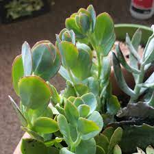 In cooler months the leaves take on a pinkish color. Kalanchoe Marnieriana Marnier S Kalanchoe In Gardentags Plant Encyclopedia