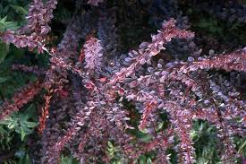 Image result for Berula thunbergii