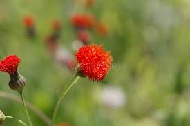 Image result for Emilia coccinea