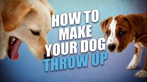 While this can teach them about their surroundings, it can also get them into dangerous situations. How To Make A Dog Throw Up Most Safe Quick And Effective Method