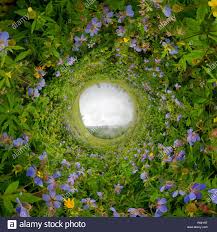 Download This Stock Image Field Of Willow Tea On A Cloudy Day Spherical 360 Degree Vr Panorama Tiny Planet 360vr Panorama R84y Panorama Photo Panorama 360