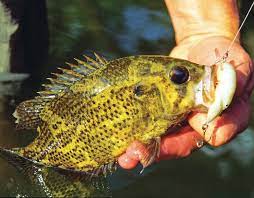 Check spelling or type a new query. Fishing For Autumn Rock Bass