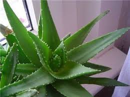 Aloe Vera Hangi Hastaliklarin Tedavisinde Kullanilabilir Aloe Veranin Faydalari Ve Zararlari Nelerdir Aloe Bitki Dogal Cilt