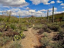 The saguaro cactus has many adaptations w. Saguaro Cactus Is Imperiled By Climate Change And Humans