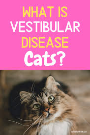 Some animals (particularly aged dogs or cats) develop vestibular syndrome and yet no cause can be detected, despite extensive investigations. What Is Vestibular Disease In Cats And What Are The Signs In 2020 Cat Health Problems Cat Care Tips Disease
