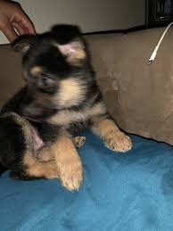 Both dogs will be neutered before they are placed with their forever family. German Shepherd Puppies For Sale San Antonio Tx 328084
