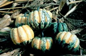 Image result for carnival acorn squash