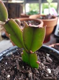 Growing cactus from seeds and cuttings. Christmas Cactus Finally Showing Signs Of Growth Small Cutting From My Grandmother S Massive Plant Proplifting