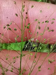 Image result for Panicum trichoides