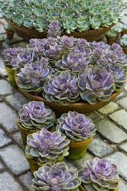 Art Echeveria Perle Von Nurnberg Garden Succulents Plants Echeveria