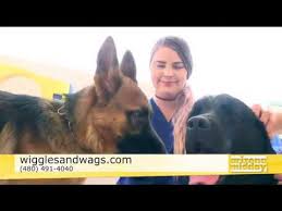 Welcome to wags east pet resort where we are as crazy about dogs as you are! Wiggles Wags Pet Resort Youtube