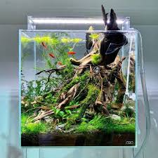 All Credit To Georgefarmerstudios On Instagram As The Owner Of This Content Aquascaping Akvaryumlar Tatlisu Akvaryumu