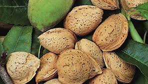 Maladie inflammatoire touchant le système digestif, la maladie de crohn est pour le moment incurable. Amandier Conseils De Plantation Taille Et Entretien