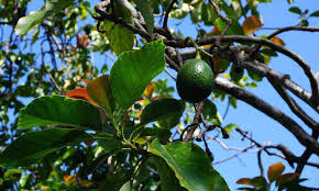 An avocado tree can grow to around 9 meters tall and is an ideal specimen tree, space permitting. Hass Avocado Tree Growing Your Own Guacamole Epic Gardening