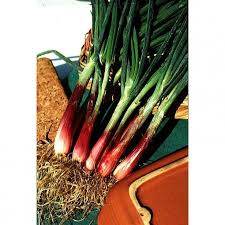 Epingle Sur Jardin