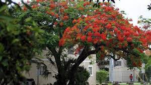Check spelling or type a new query. Key West Named The Royal Poinciana The Official Tree Of The City Citing Its Beauty Miami Herald