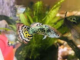 Pin On Freshwater Aquariums