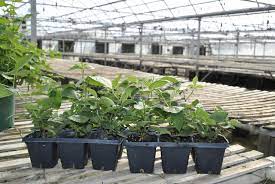 We did not find results for: Which Blackberry Plants To Trellis Stark Bro S