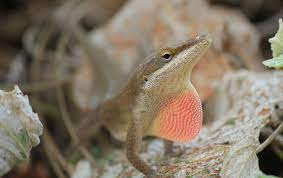 How To Care For An Anole Lizard As A Pet Positive Pet Parenting Journal Pawsitive Parenting