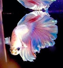 Feather Tail Halfmoon Platinum White Betta Fish W Rainbow Accents Blue Eyes Betta Fish Betta Rainbow Accents