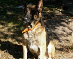 Des dizaines d'annonces d'éleveurs pour trouver une portée de chiots berger allemand à acheter. Chiot Allemands Animaux Juin Clasf