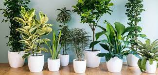 Trova tantissime idee per piante giapponesi da giardino. Salubrita Dell Aria Piante D Appartamento Alleate Numero Uno Green It