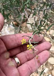 Image result for Janusia