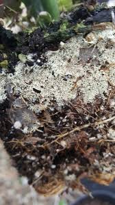A common cause of mold growth is over. What Are Yellow Eggs In Soil