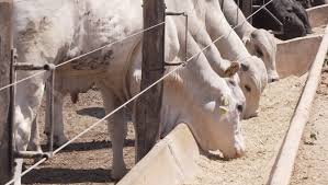 Rúmen bovino: saiba como é a digestão do animal - Giro do Boi