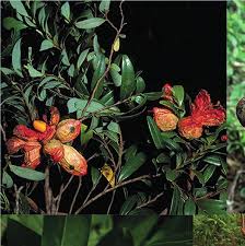 Image result for Xylopia odoratissima