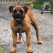 Black Boerboel Puppies For Sale Near Me Muscular African Beorboel Stud Dog African Boerboel South African Boerboel African