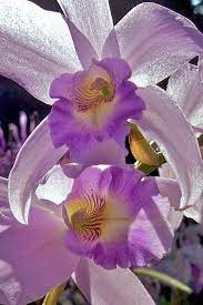 Orchid Beautiful Orchids Beautiful Flowers Orchids