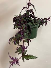 Image result for Gynura