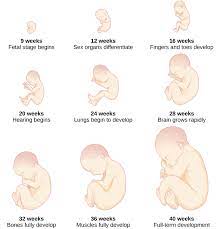 Stages Of Development Introductory Psychology