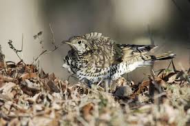 Image result for トラツグミ