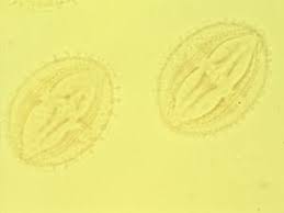 Image result for Fagaropsis