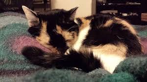 Hier erfahren sie, was die motive ihres stubentigers sind, seinem alten zuhause den rücken zu kehren. Katze Milli Sucht Neues Zuhause Tierheim Horka