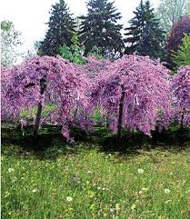 Cercis Lavender Twist 1 Pflanze Garten Garten Lavendel Baum Und Judasbaum