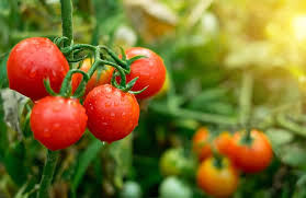 8 to 10 hours are preferred. 36 Types Of Tomatoes Growing Tips Facts Photos Trees Com