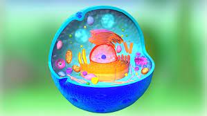 Check spelling or type a new query. Animal Cell 3d Illustration Stock Footage Video 100 Royalty Free 33669520 Shutterstock