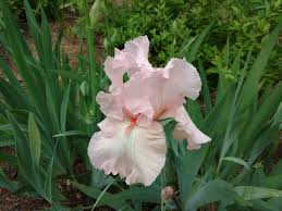 Pin On Gianna S Garden