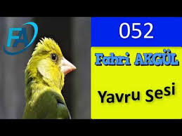Flurya Yavru Sesi 052 Kekeme Huylandirma Kaydi Canto Verderon Flwros Greenfinch Youtube