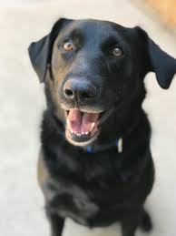 Browse thru thousands labrottie dogs for adoption near in usa area listings on puppyfinder.com to find your perfect match. Pets For Adoption At California Labradors Retrievers And More In San Diego Ca Petfinder